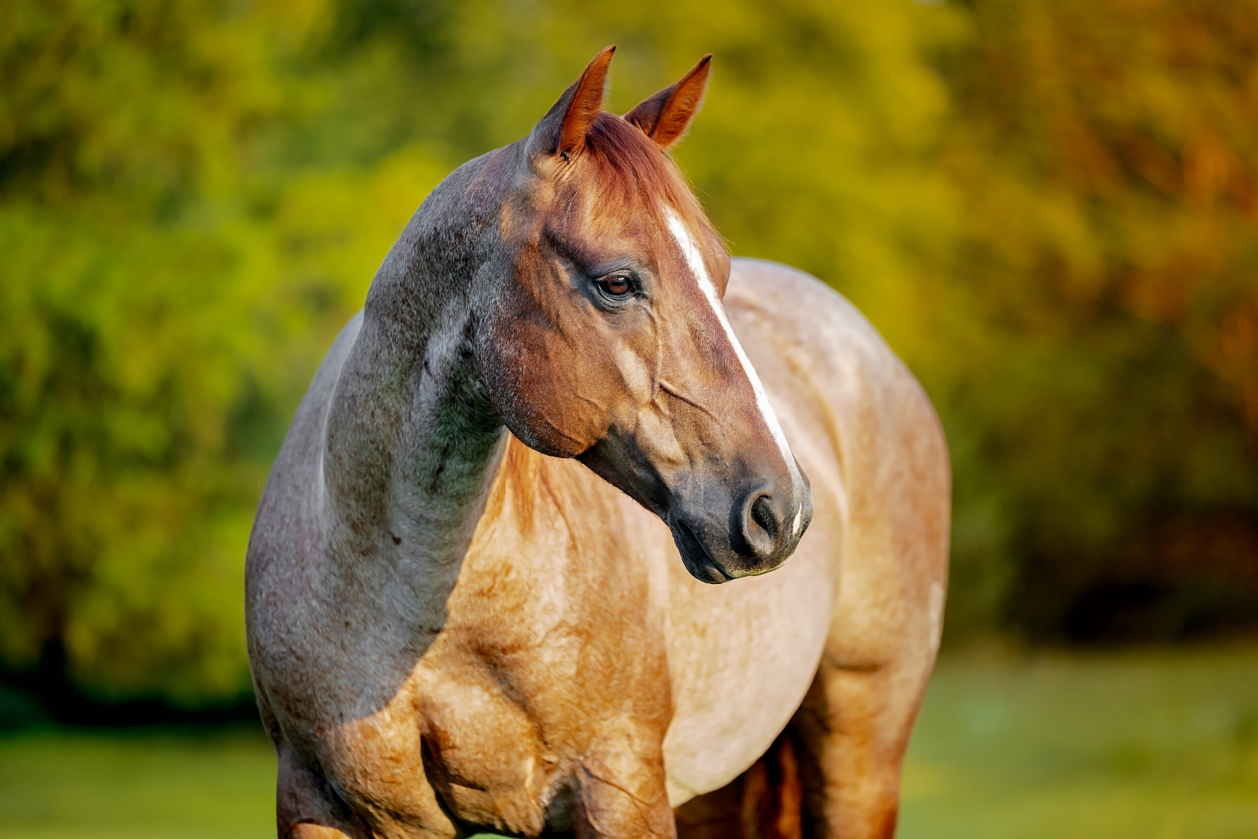 Horse Conformation Photos