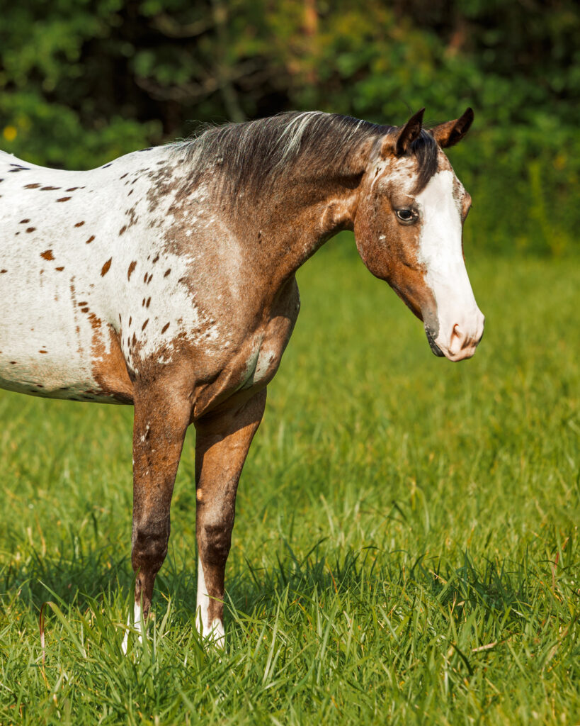 Horse Conformation Photos