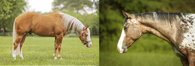 Horse Conformation Photos Made Easy: Prep Like a Pro