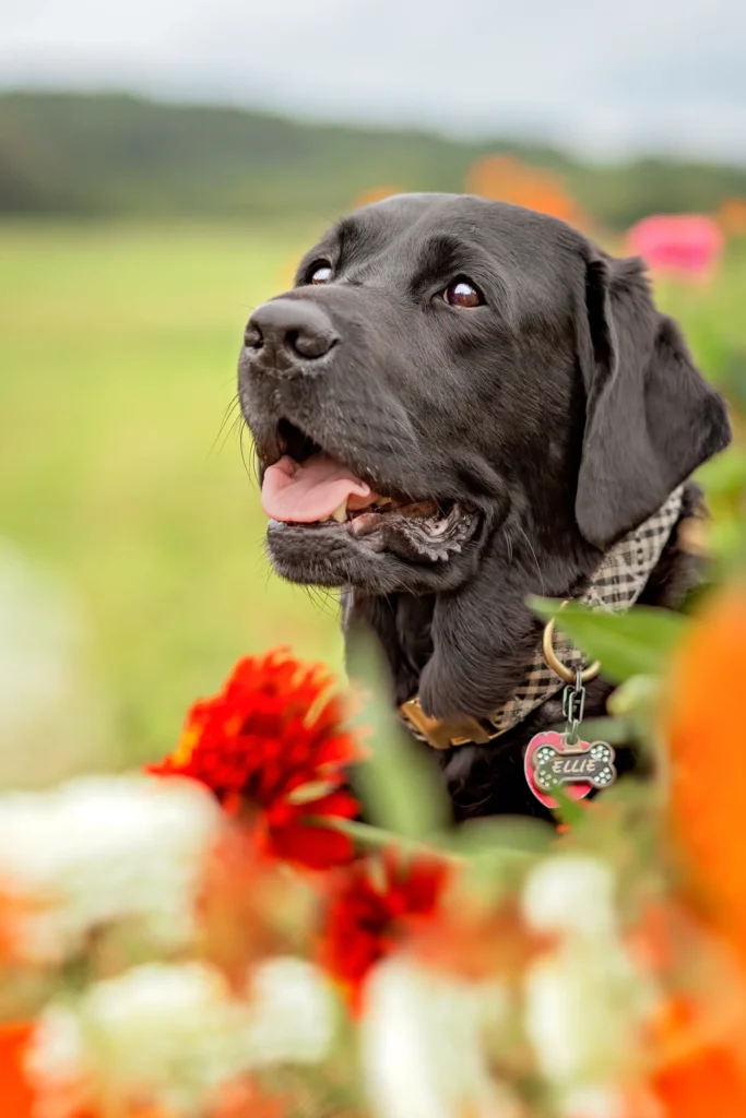 Alli _ Dog_ Photography 04