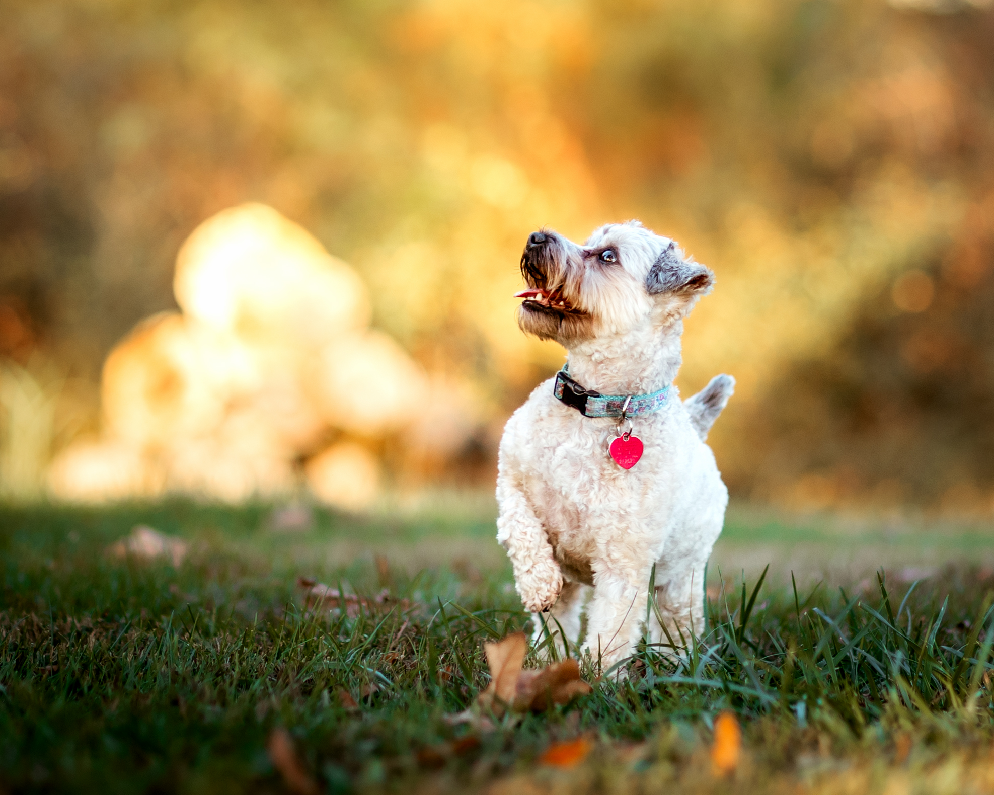 dog photography