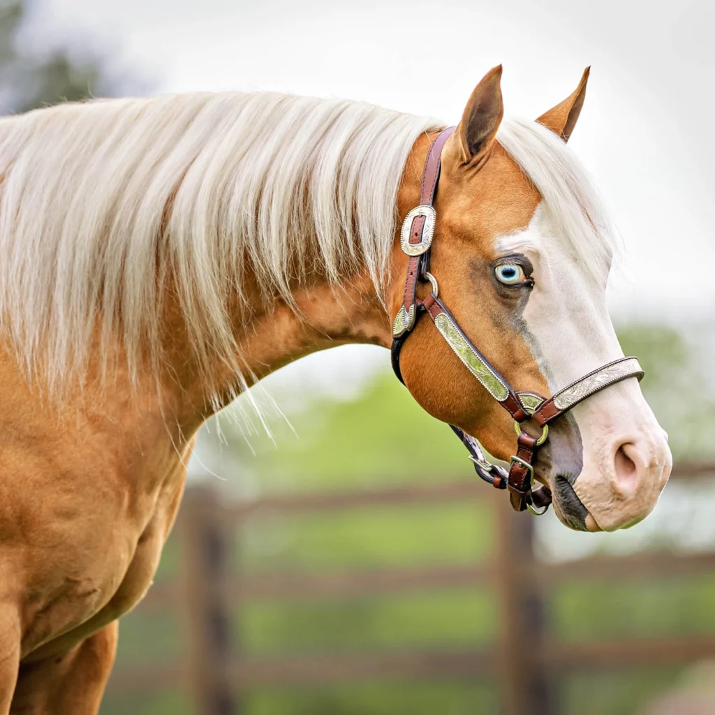 Sale Horses