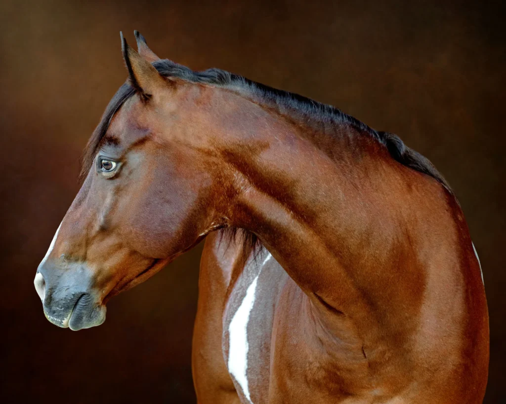 Fine Art Horse