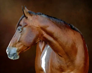 Fine Art Horse