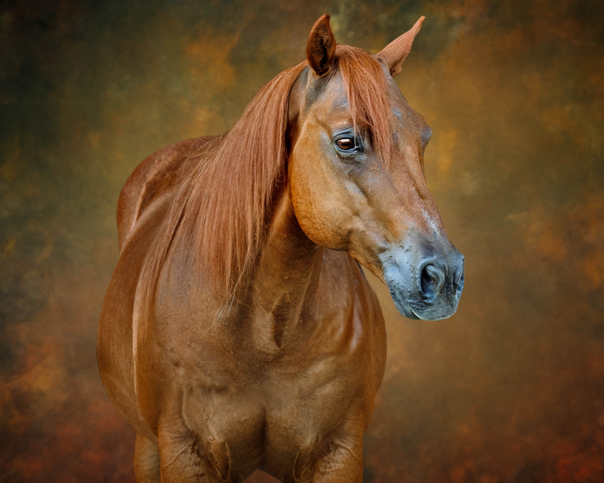 Fine Art Horse Wall Art
