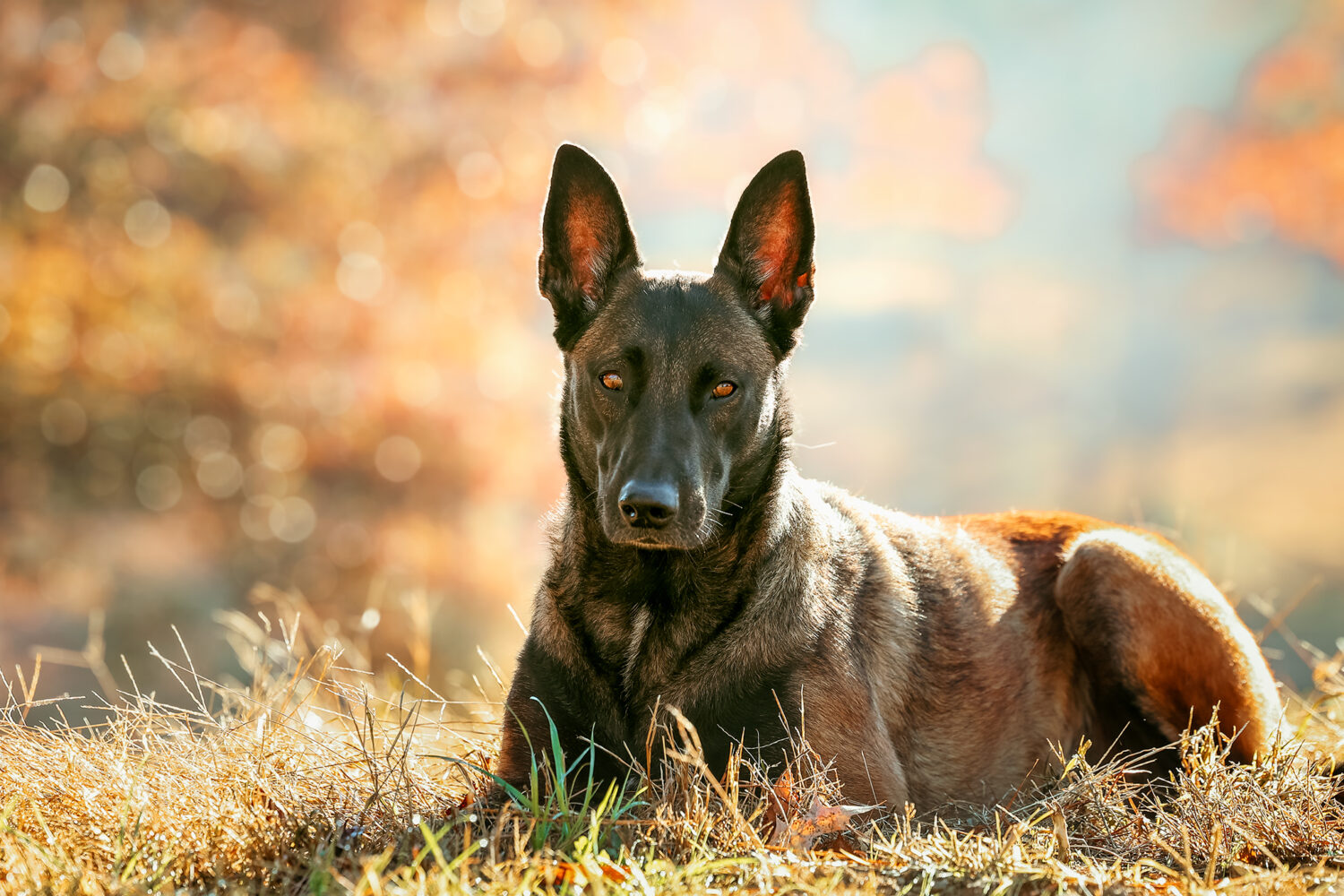 Belgian Malinois