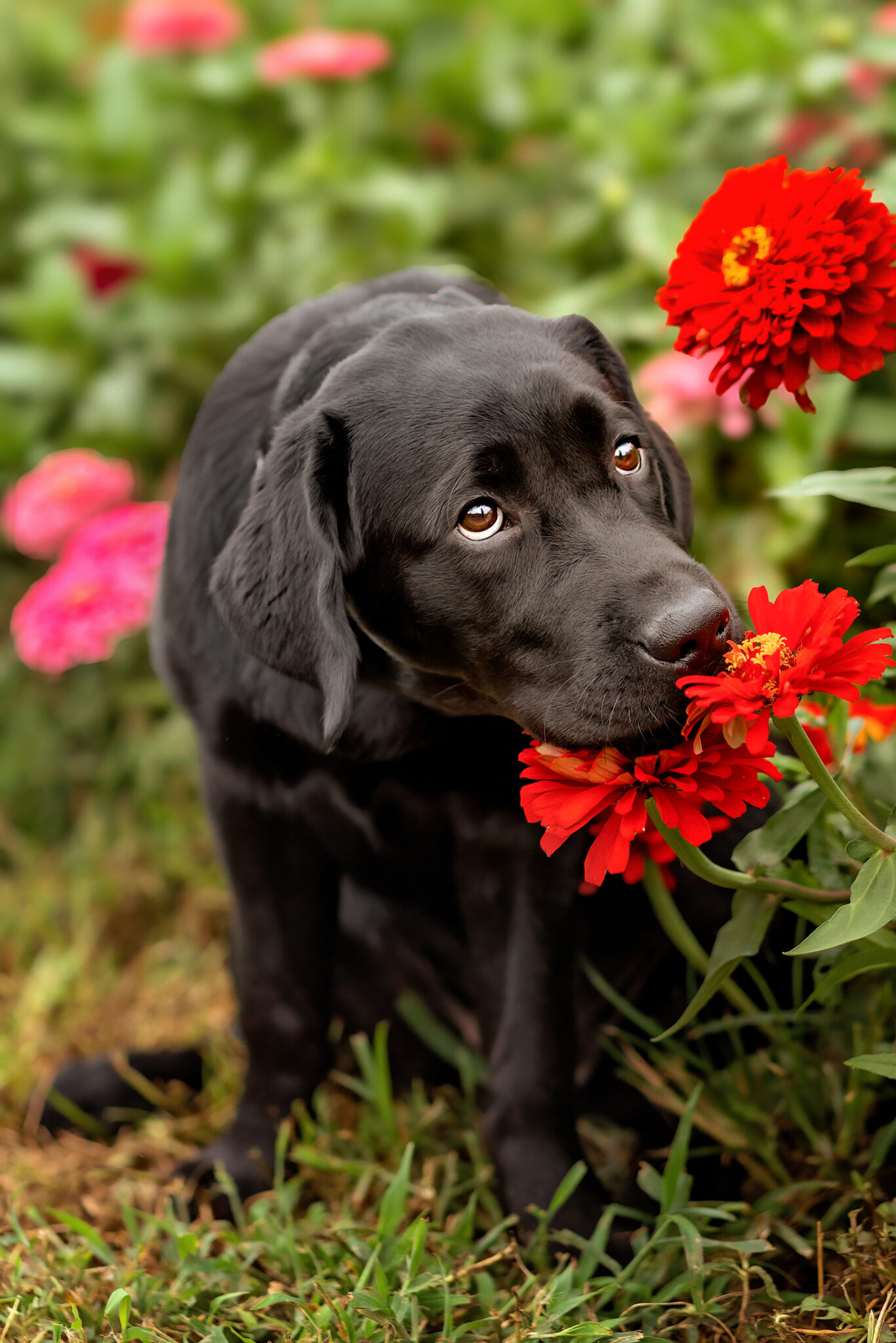 Alli & Her Dogs: A Dog and Owner Photoshoot