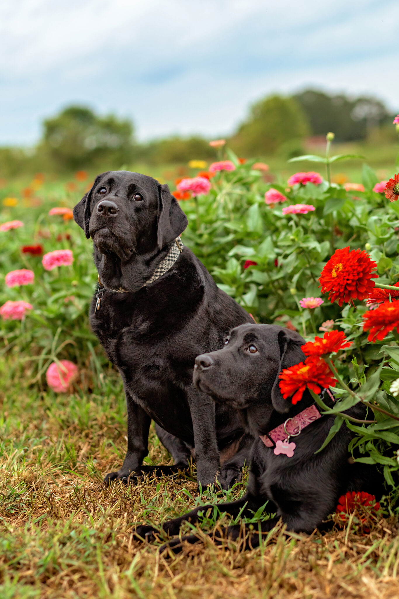 Alli & Her Dogs: A Dog and Owner Photoshoot