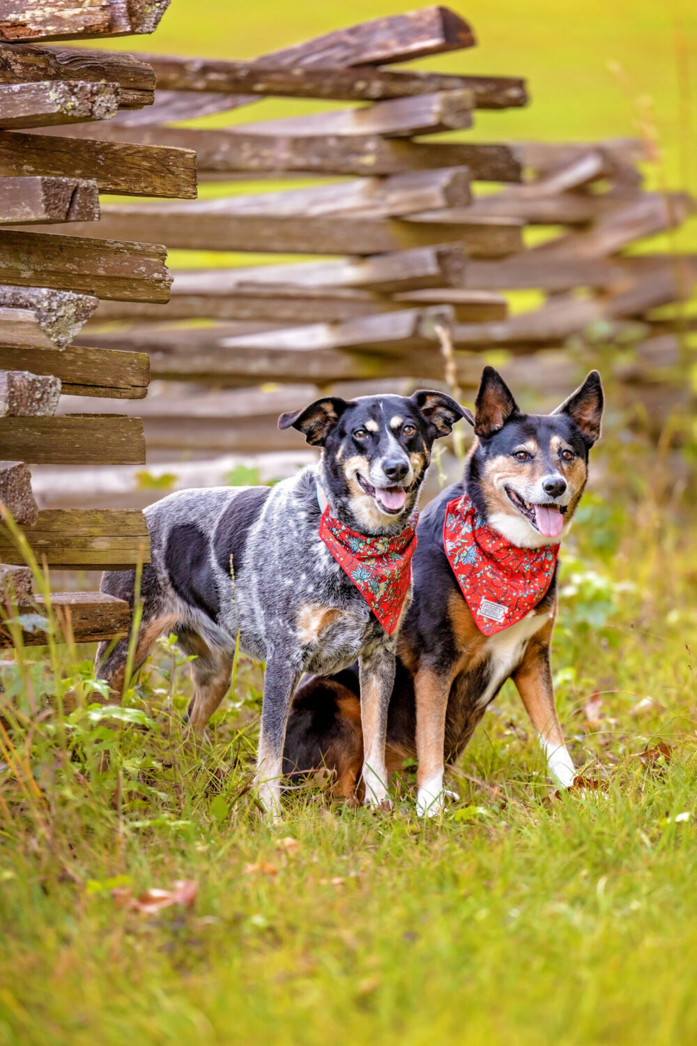 dogs portrait photography