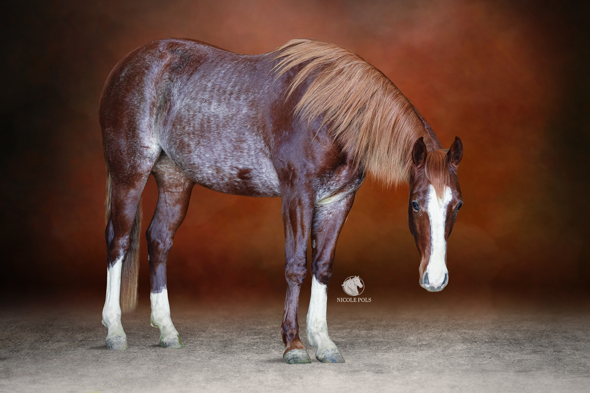 equine black backgound