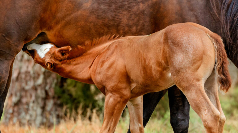 Foal Photography