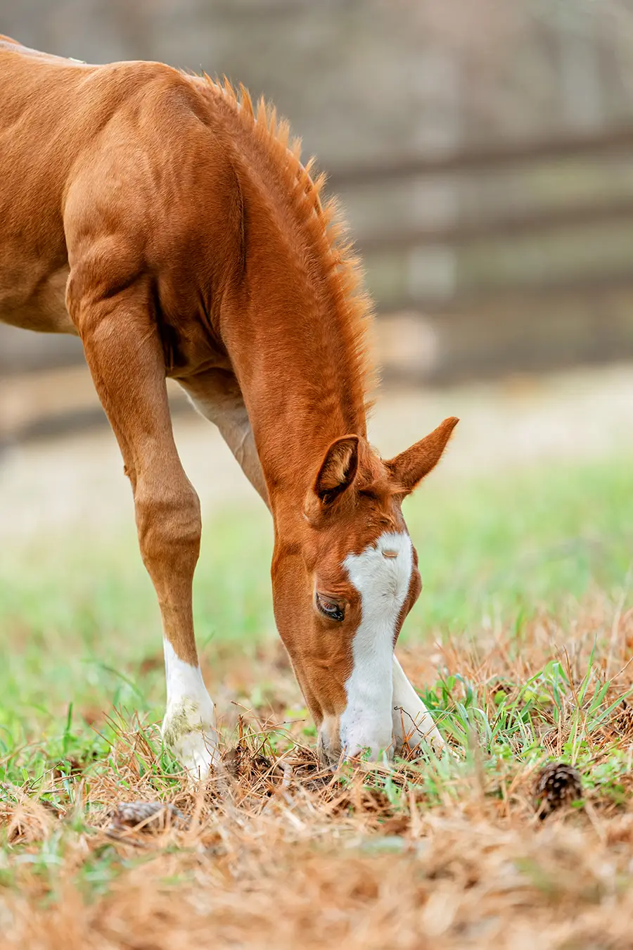 Foal Photography