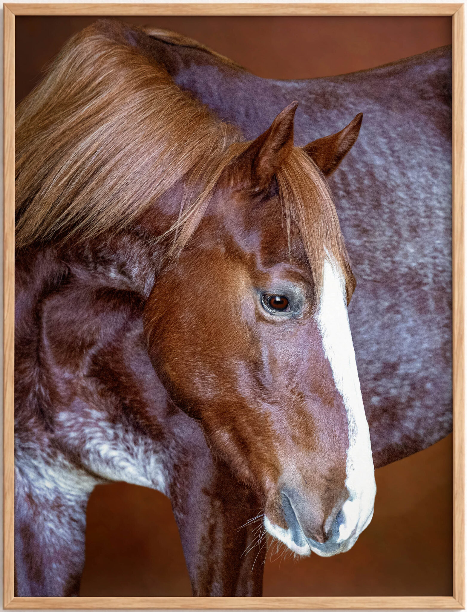 Horse-Fine-Art-Photography