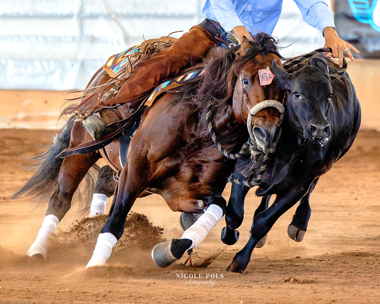 reined cowhorse - horse and cow