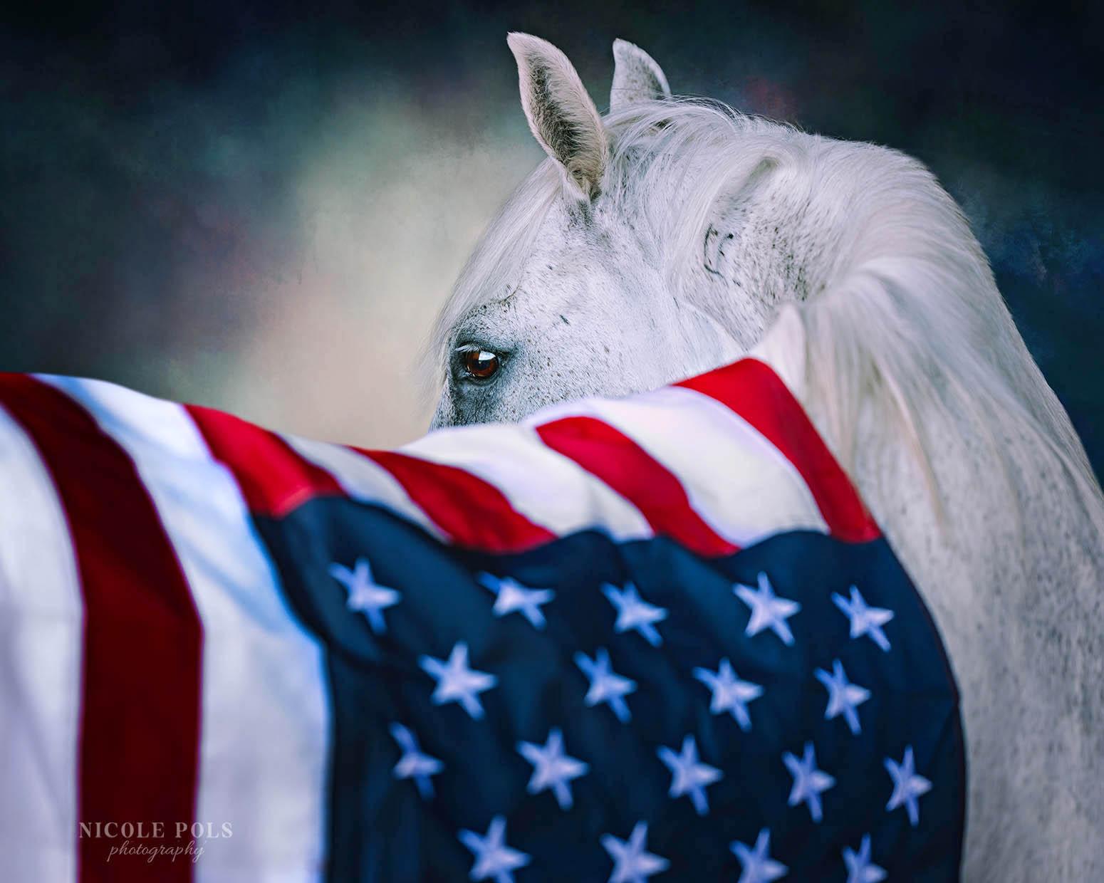 red white and blue equine horse
