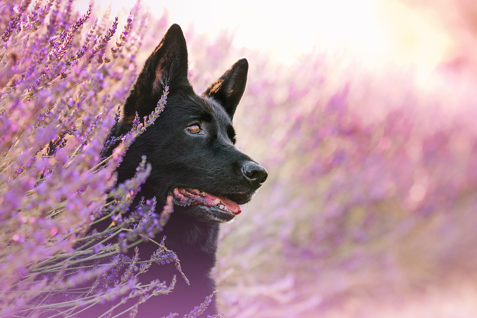 black dog in lavender field
