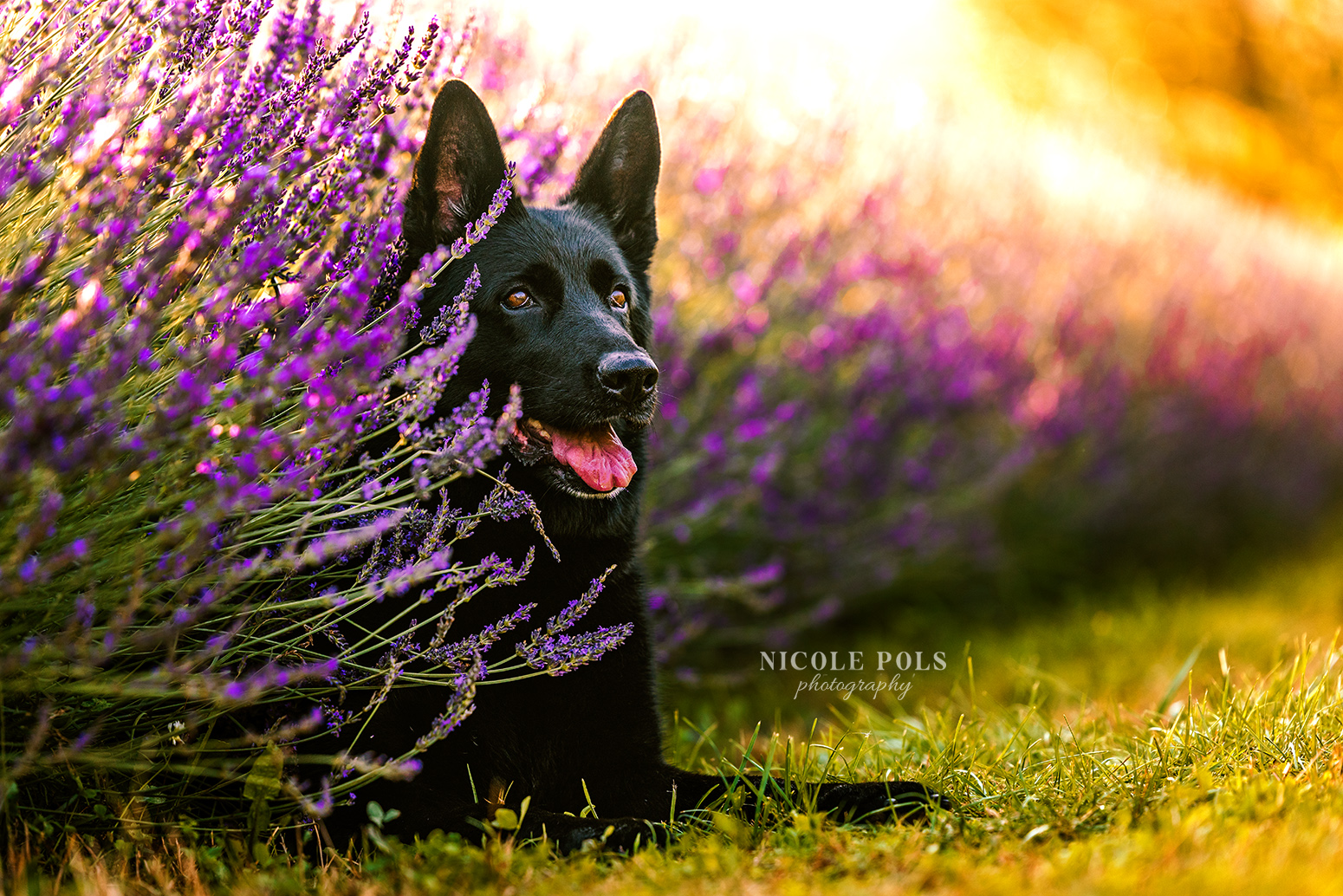 black german sheperd in lavendar field