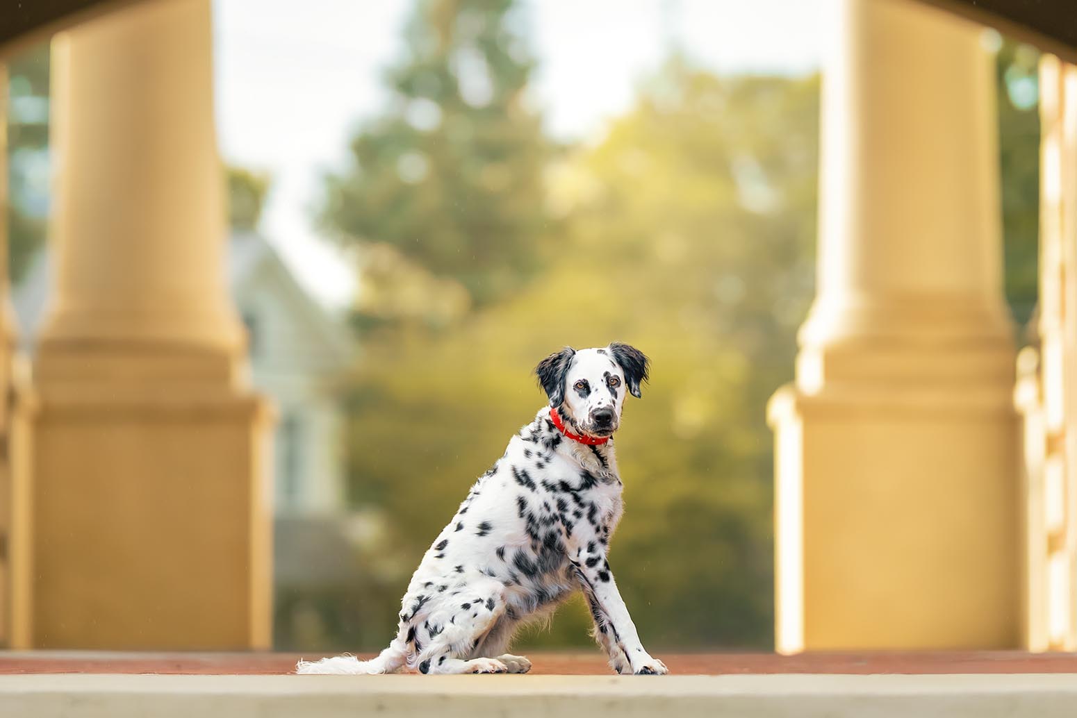 Dog_Dalmation Cleveland TN Lee University