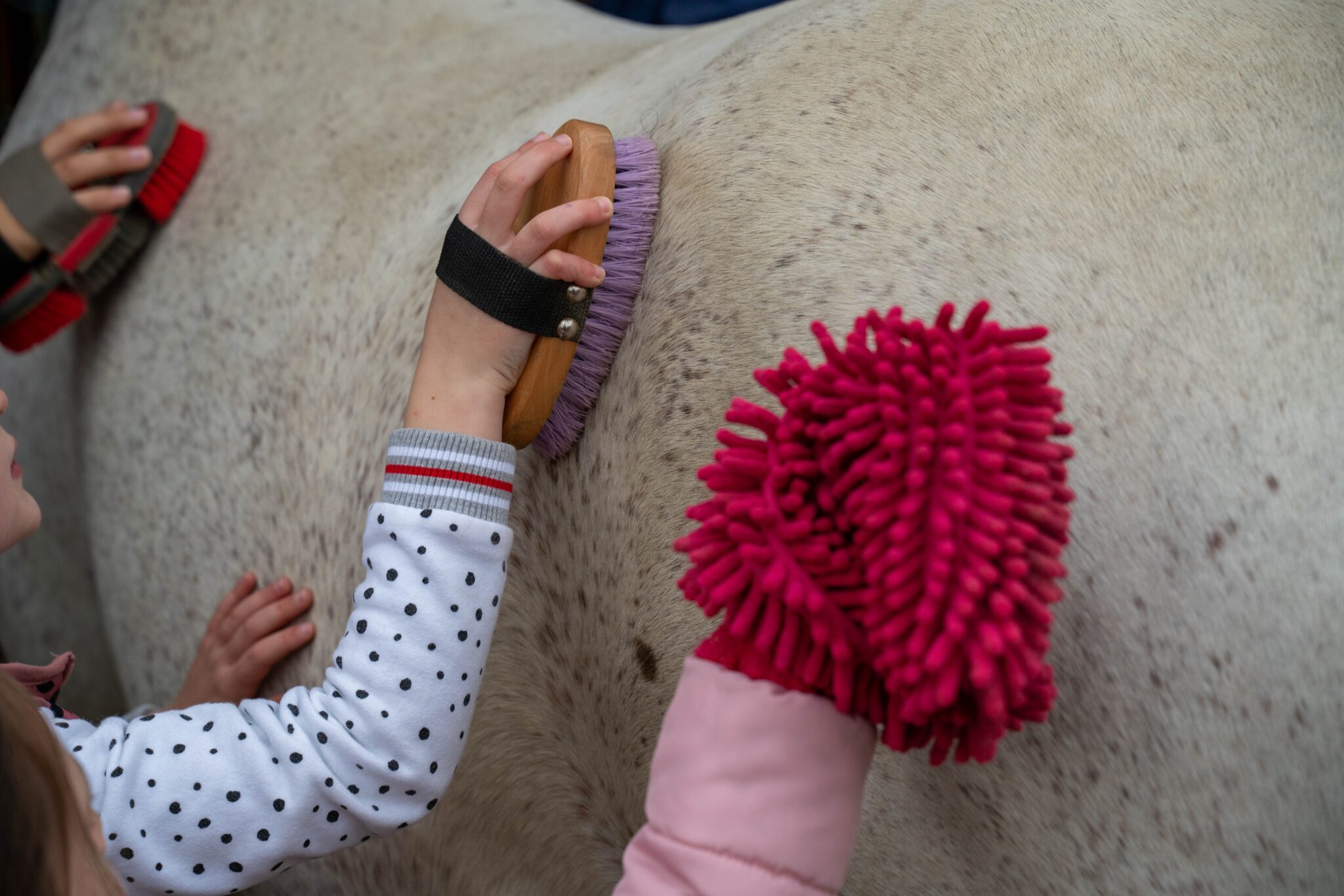 Guide for your Horse Photo Session