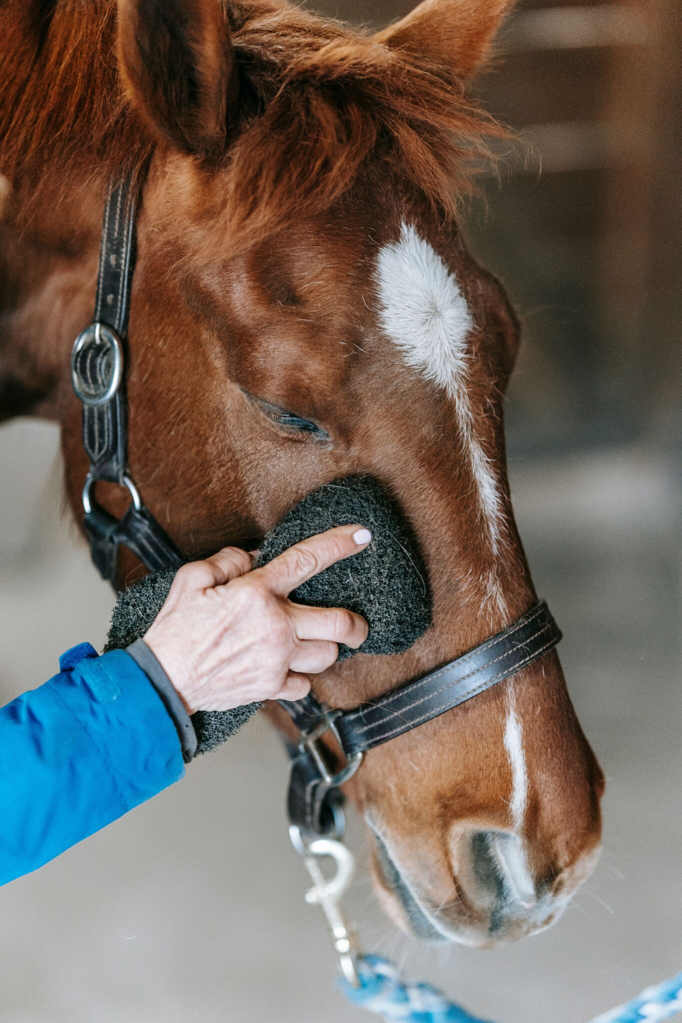 Guide for your Horse Photo Session