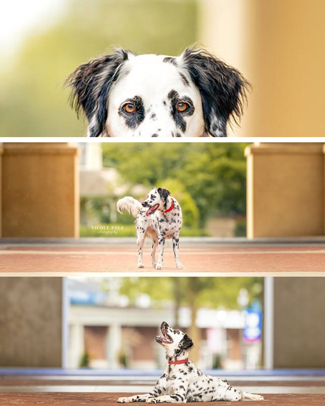 Dog Photography in Tennessee, Georgia, Alabama & the Southeast