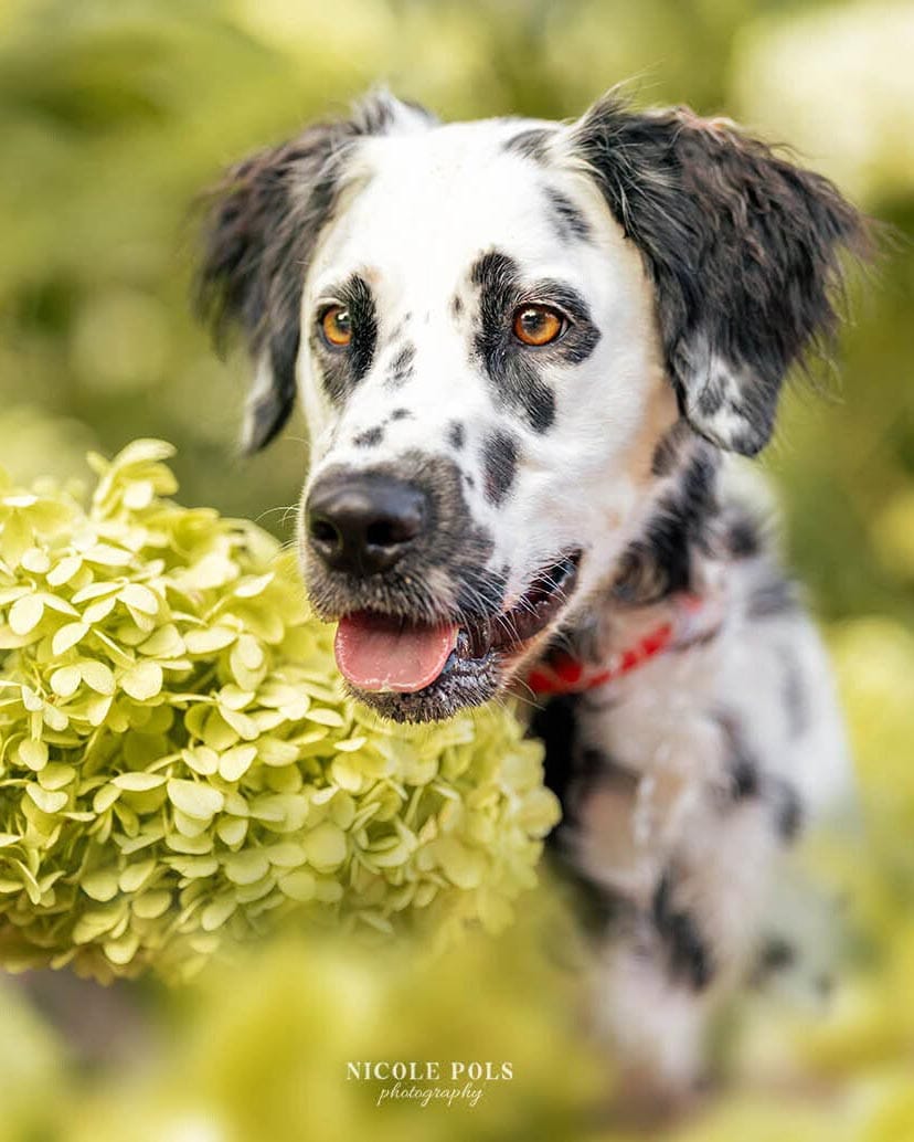dalmation cleveland tennessee