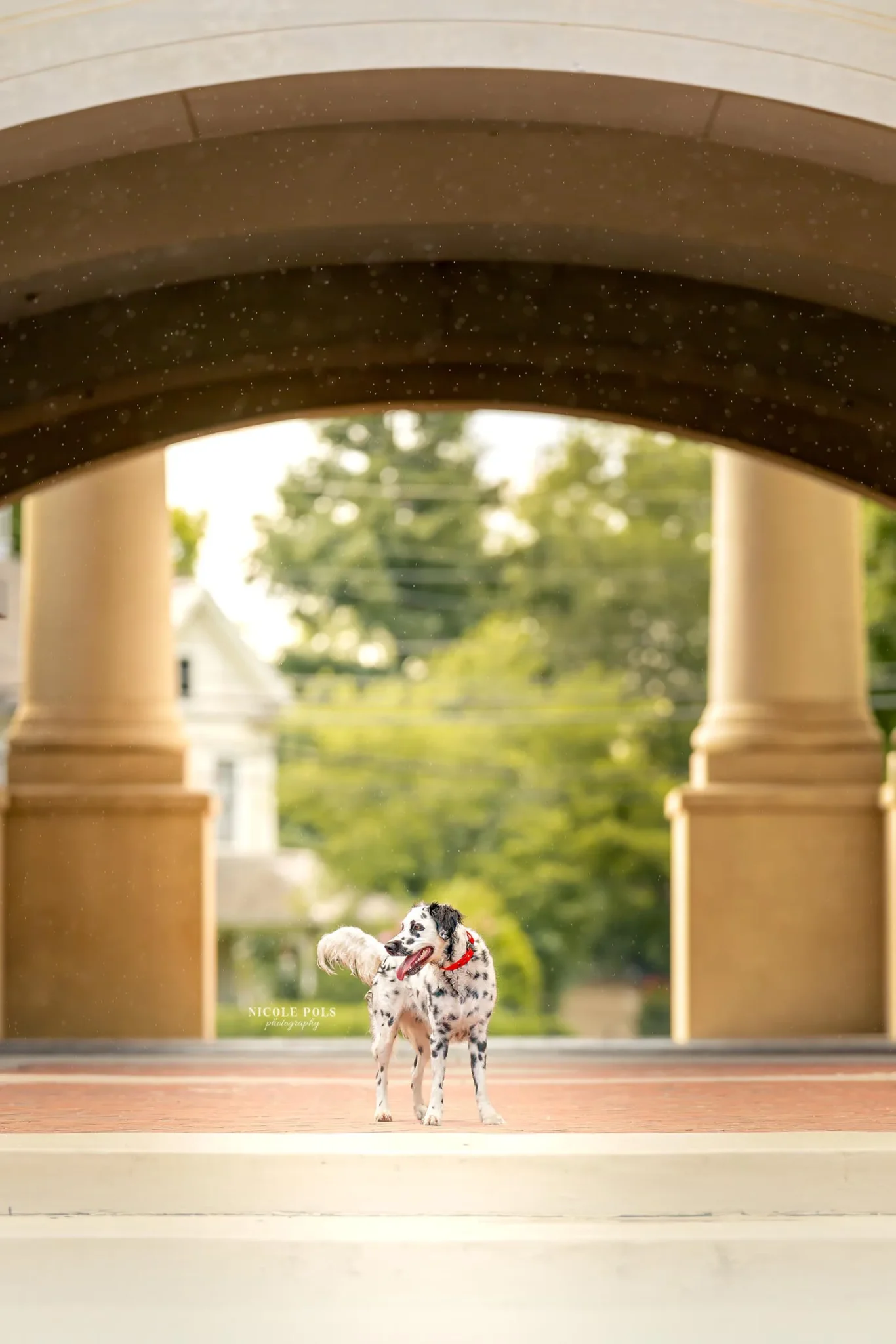 Dog photography in Tennessee