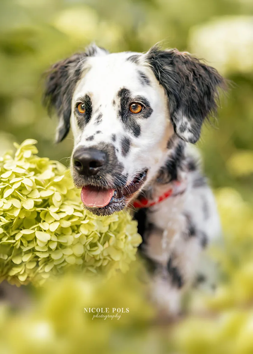 Close-up portrait of a Dalmatian puppy looking toward the camera.