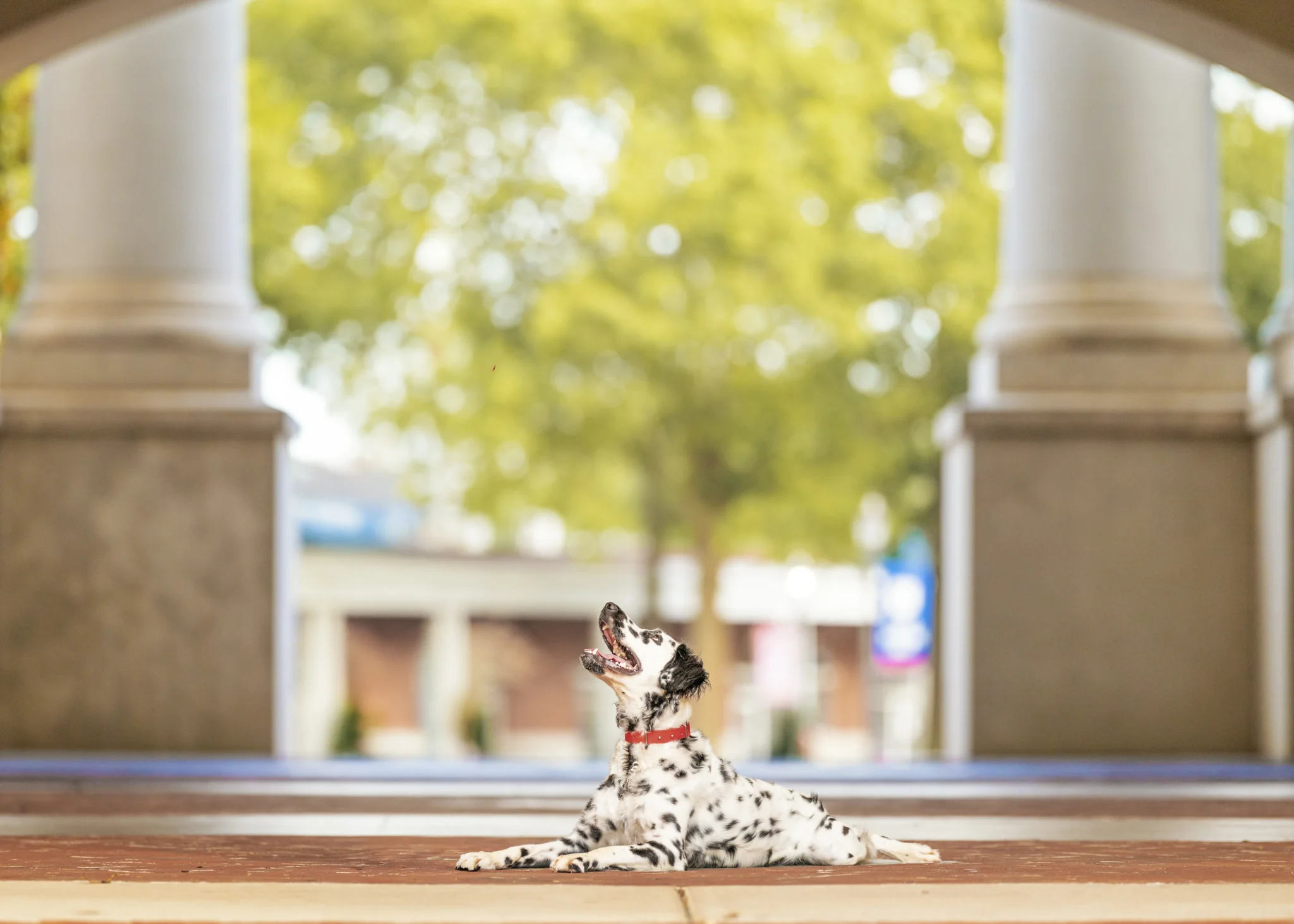 Outdoor portrait of a Dalmatian puppy in Cleveland, Tennessee.