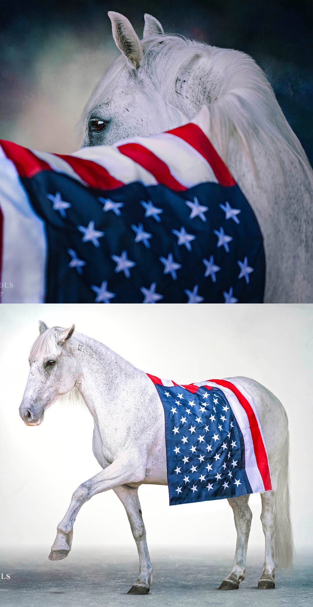 Horse fine Art