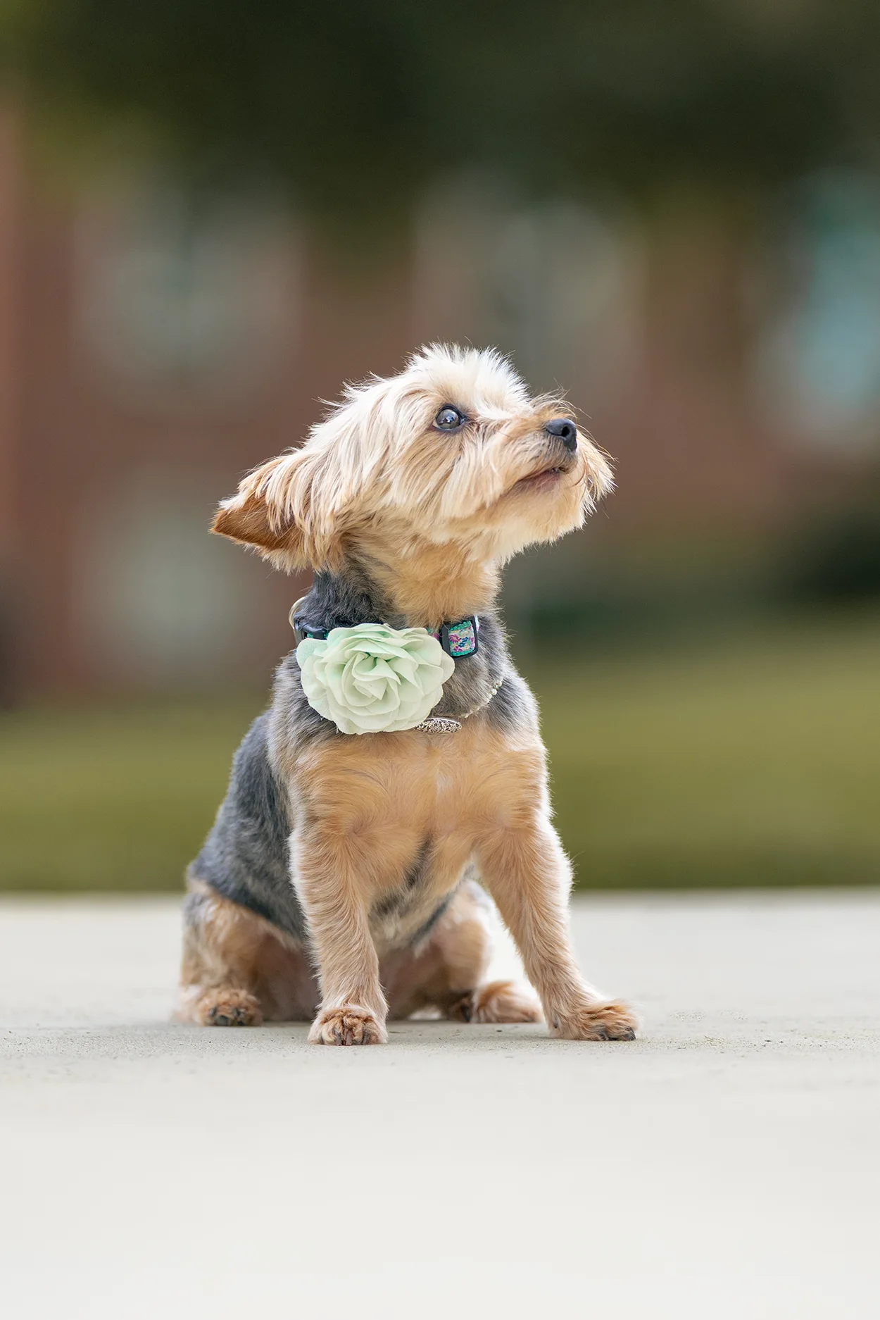 Getting Your Dog Ready for Their Photoshoot | Tips for a Great Session