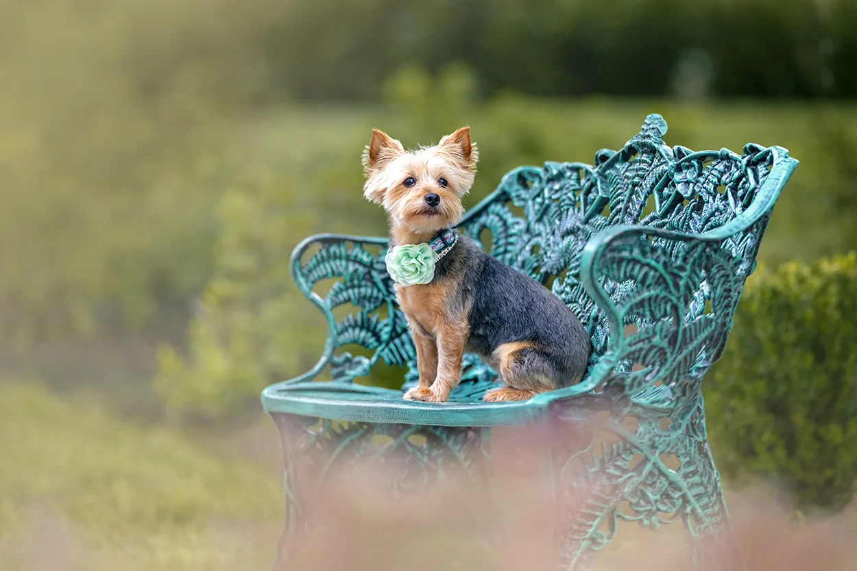 yorkie portrait session cleveland tn
