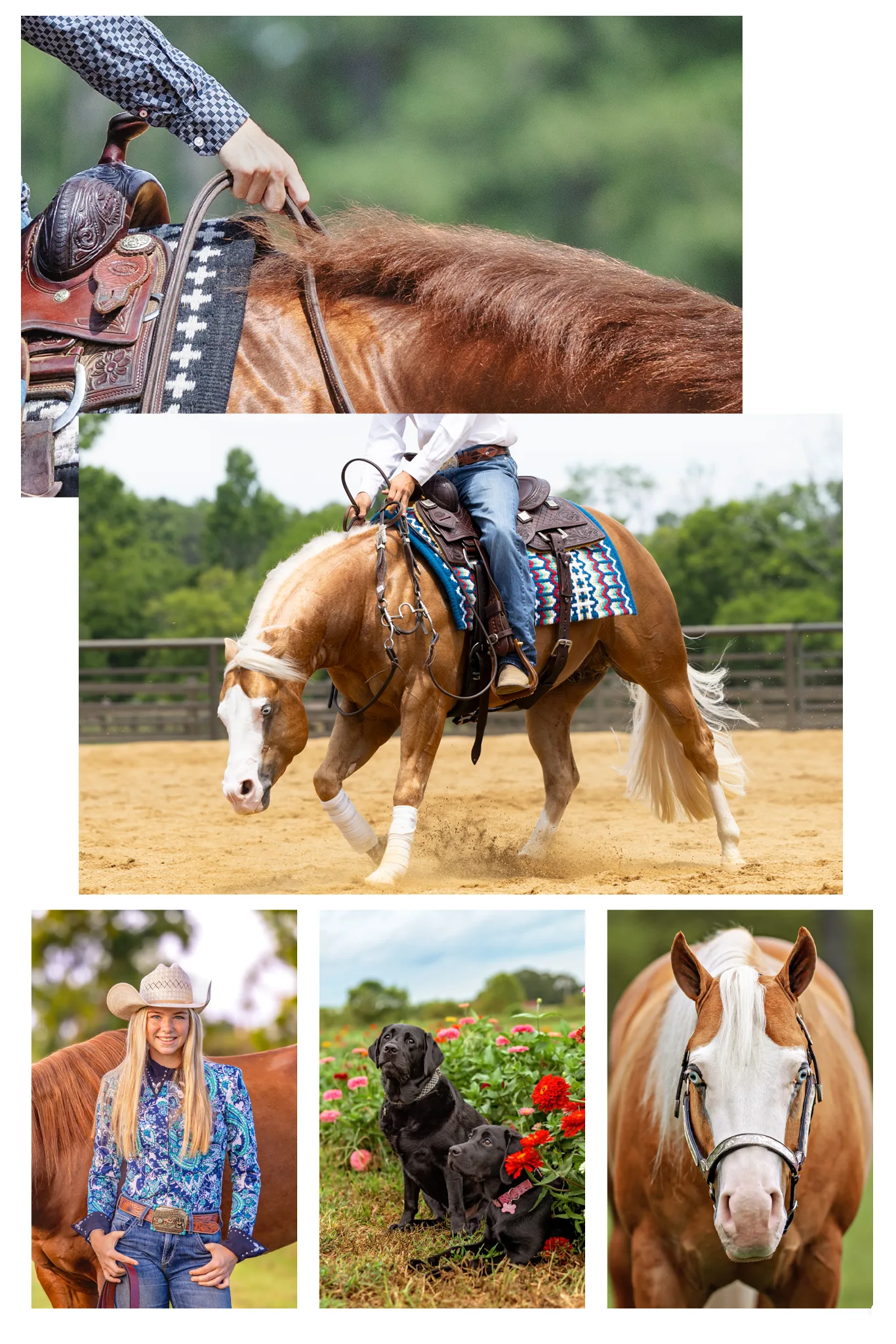 equine Photographer