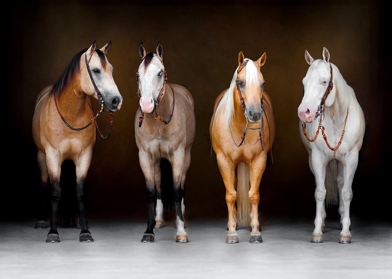 horse fine art after editing