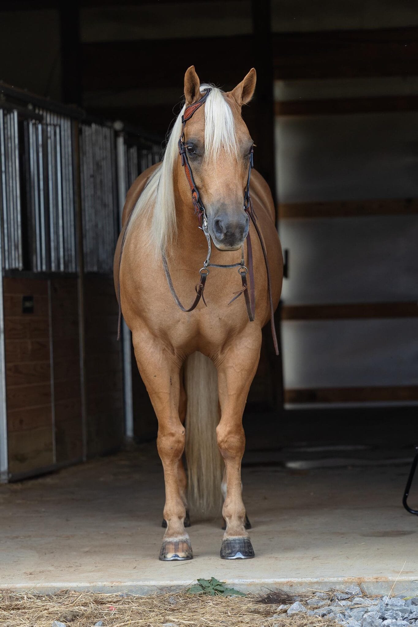 horse fine art before editing in photoshop