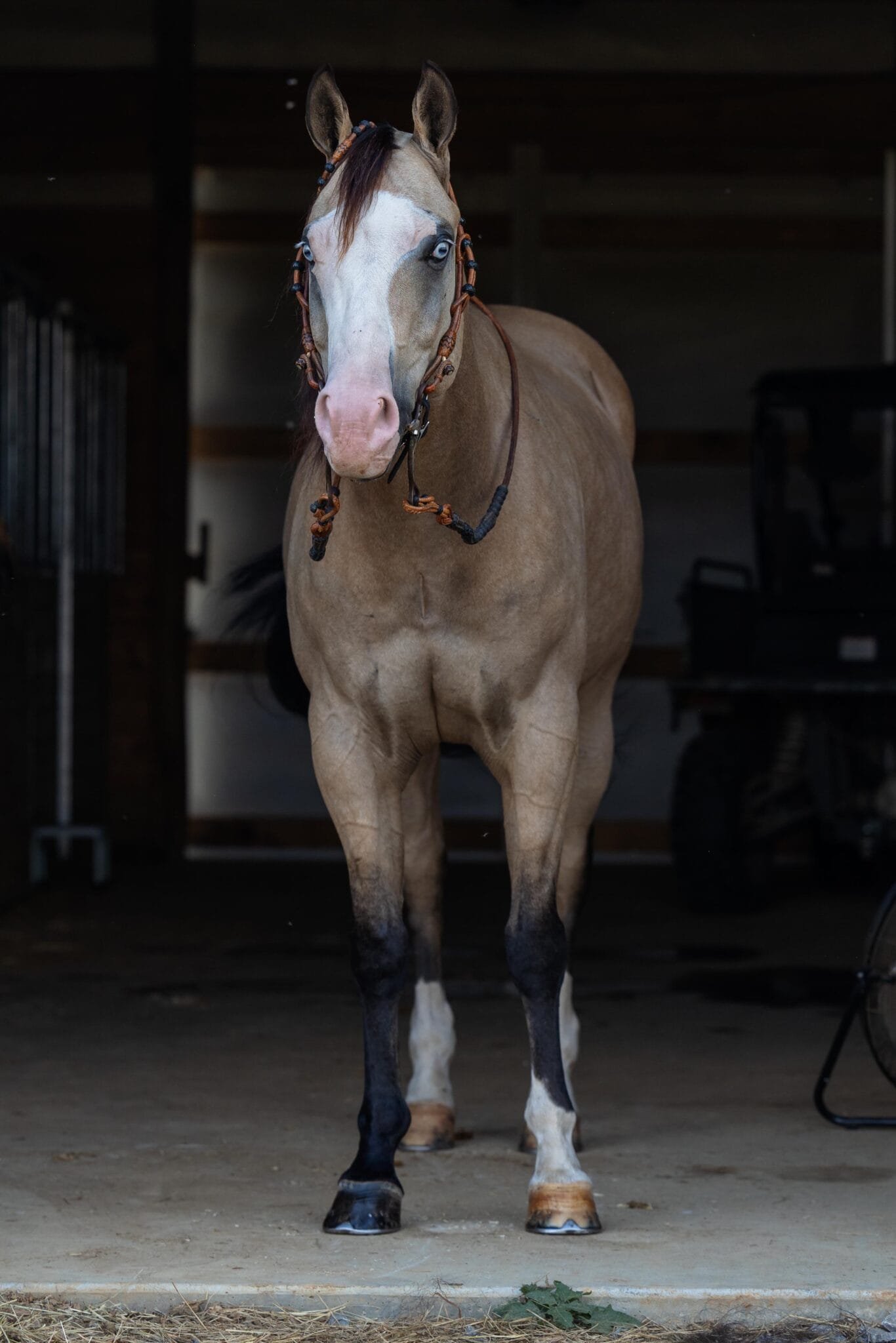 horse fine art before editing in photoshop