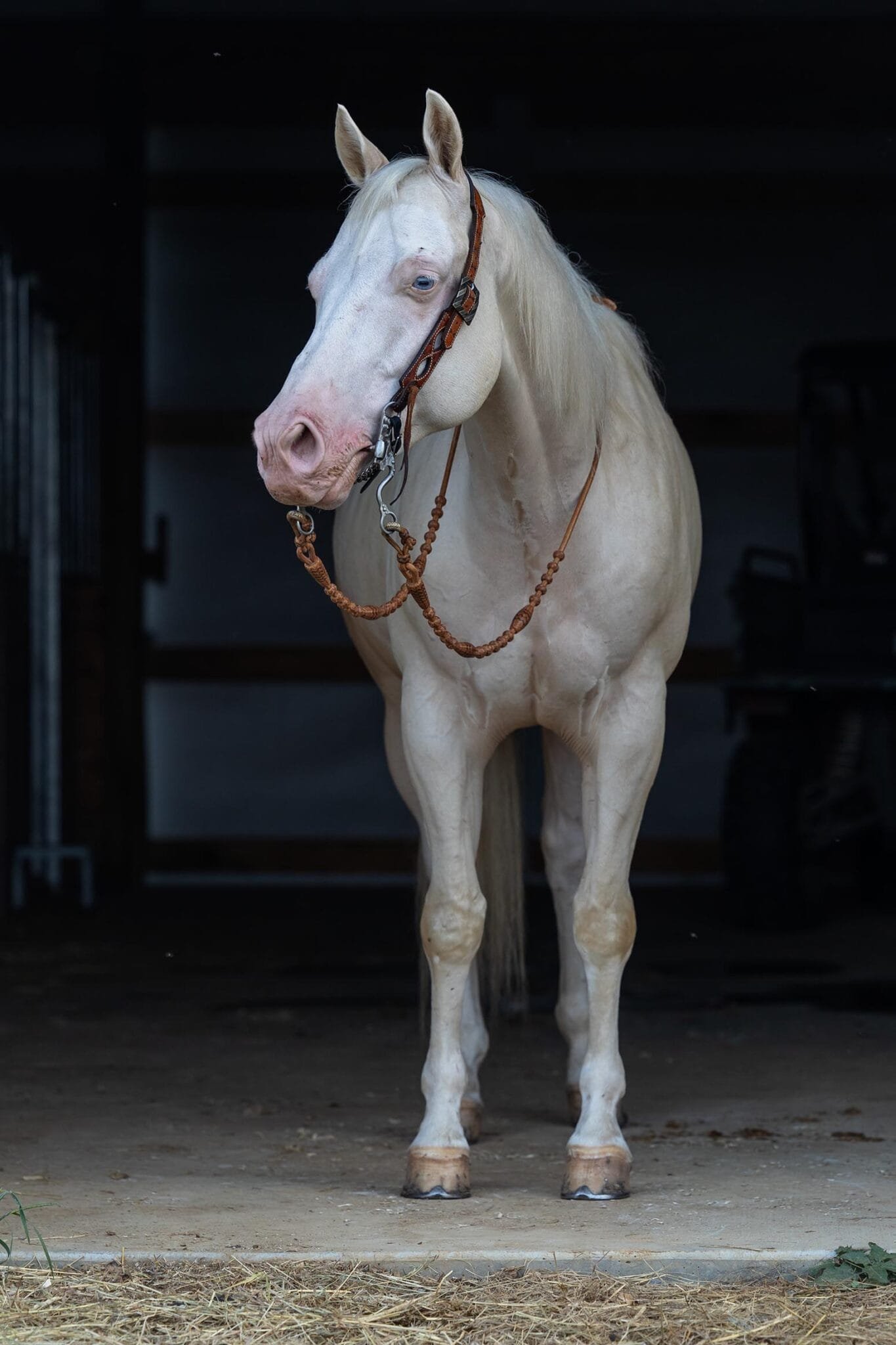 horse fine art before editing in photoshop