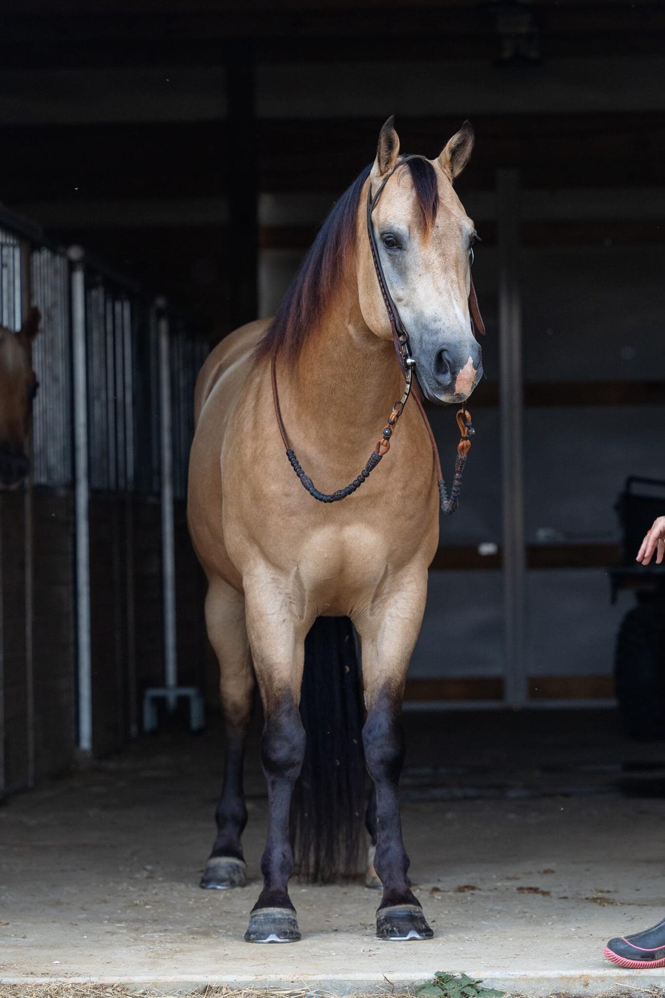 horse fine art before editing in photoshop