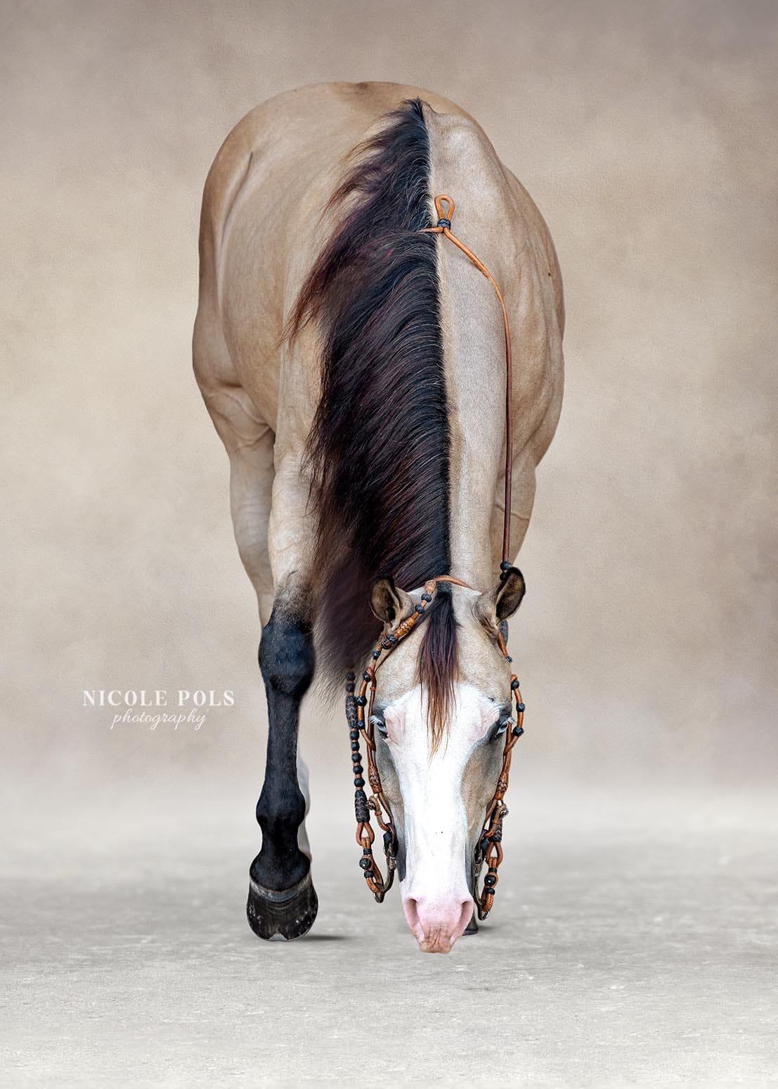 Equine Portrait Photography painterly background horse equine - socialmedia