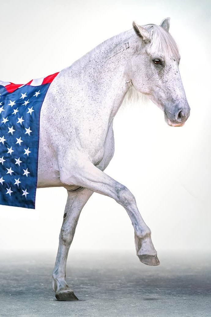 white background horse portrait