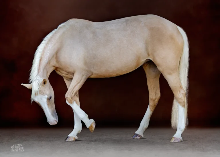 Painterly Horse Portrait