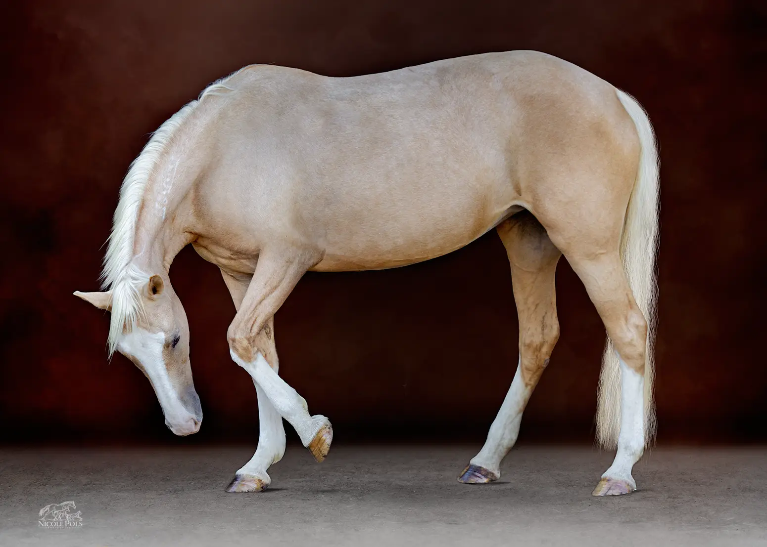 Painterly Horse Portrait