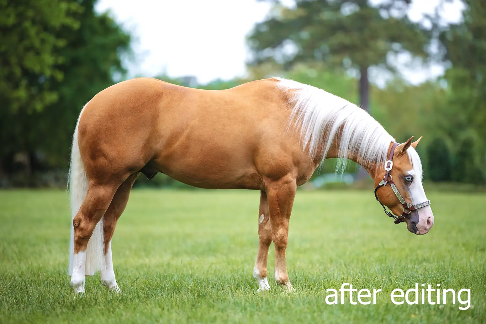 Horse Sale Photos after professional editing