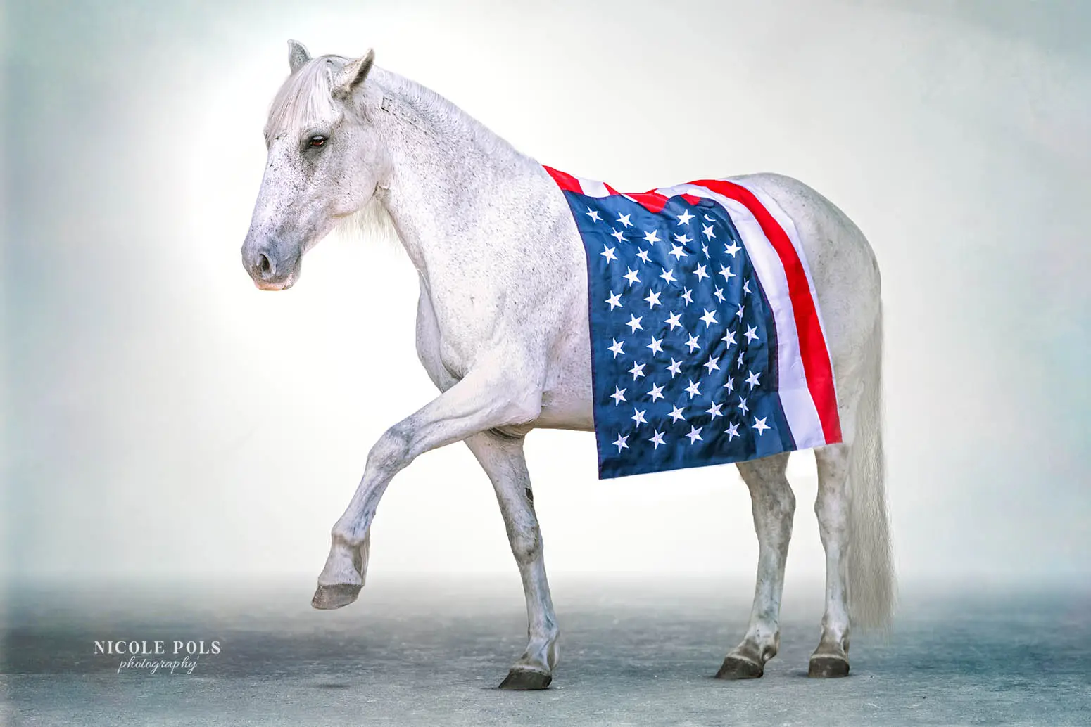 Grey wild mustang draped with an American flag, captured mid-stride in a patriotic America 250 horse photography session in Tennessee