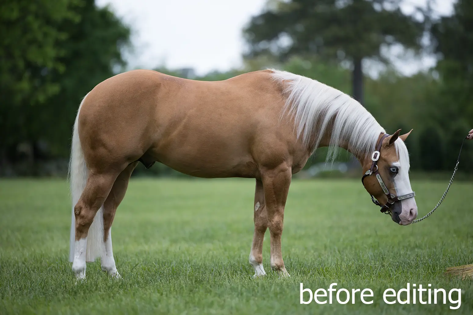 Horse Sale Photos before professional editing