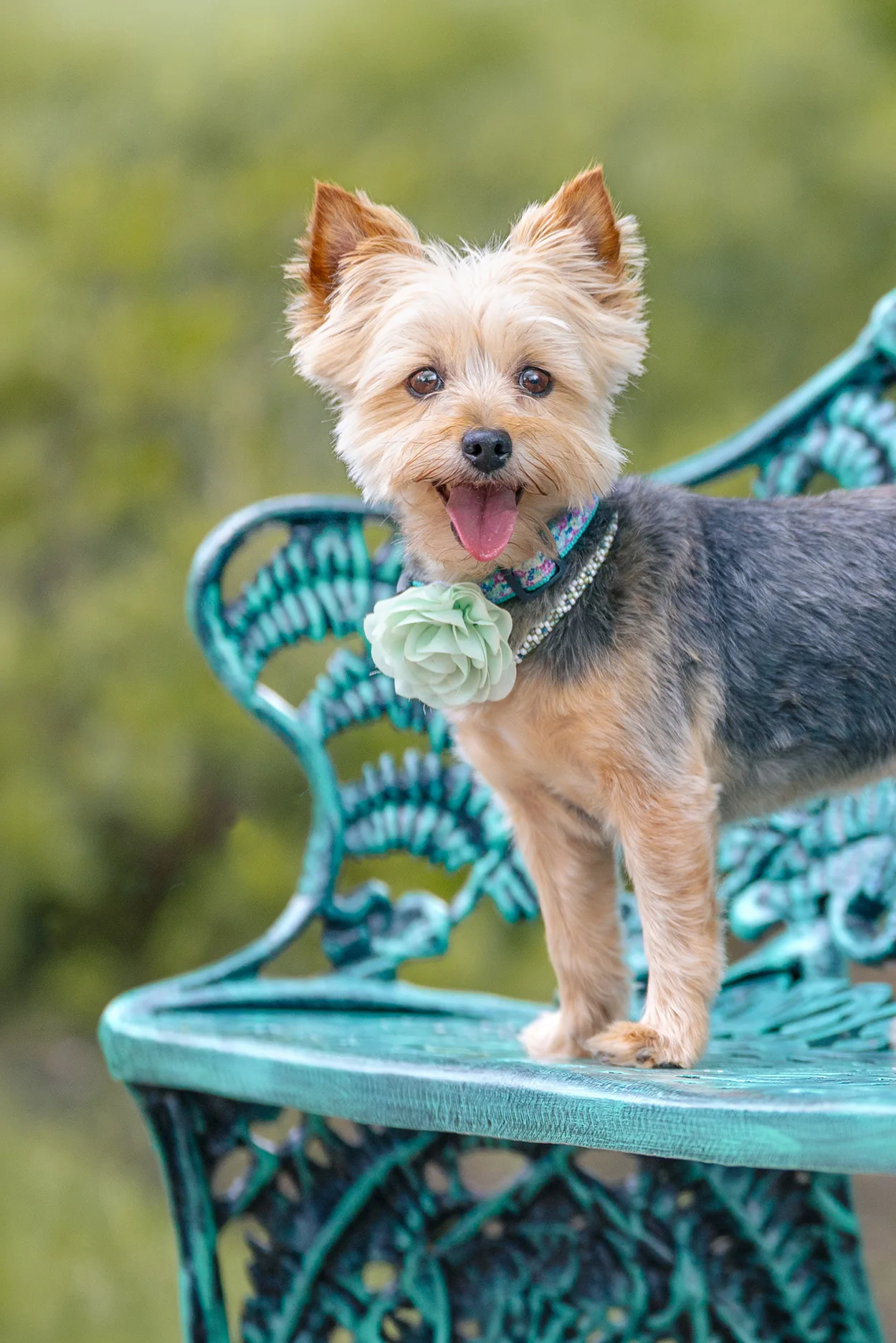How to Prepare Your Dog for a Photoshoot