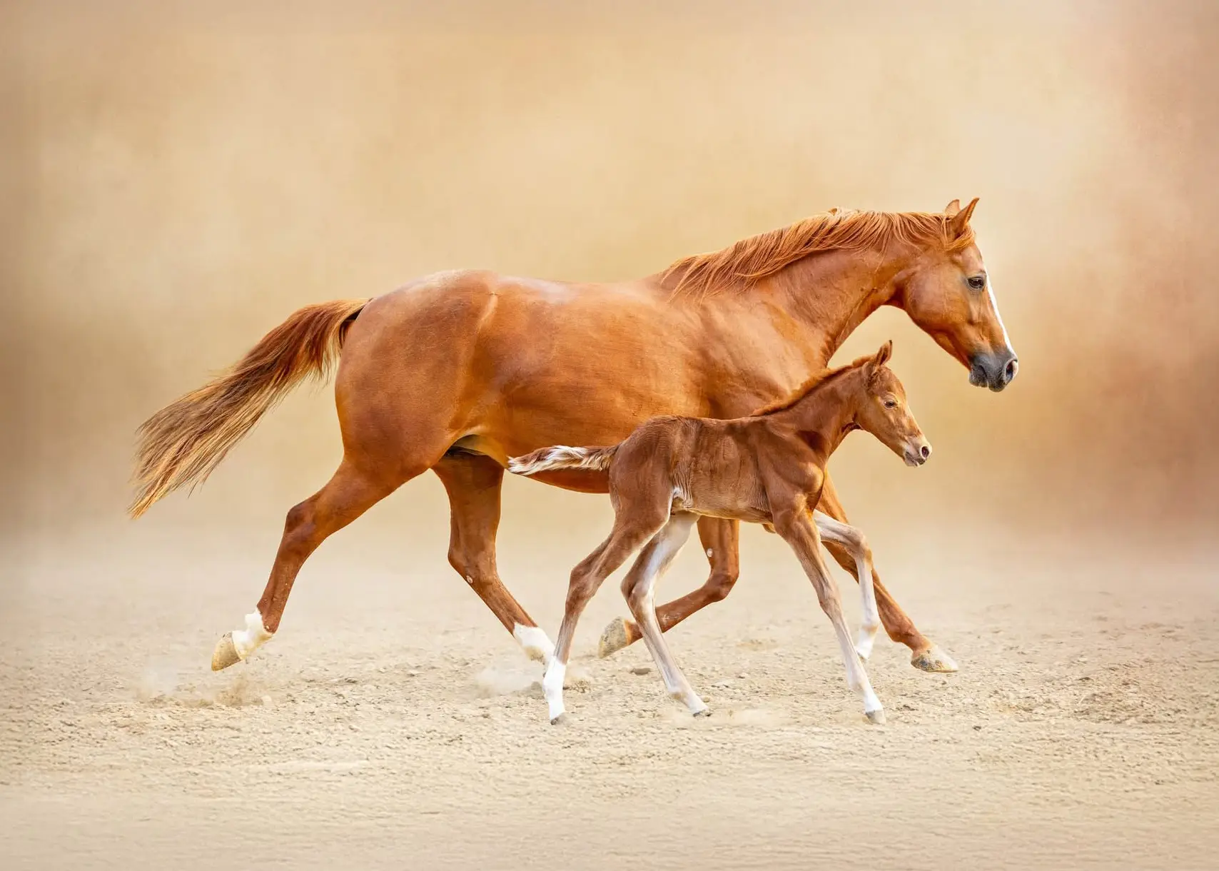 Painterly horse portrait of a mare with her foal, soft fine art equine photography