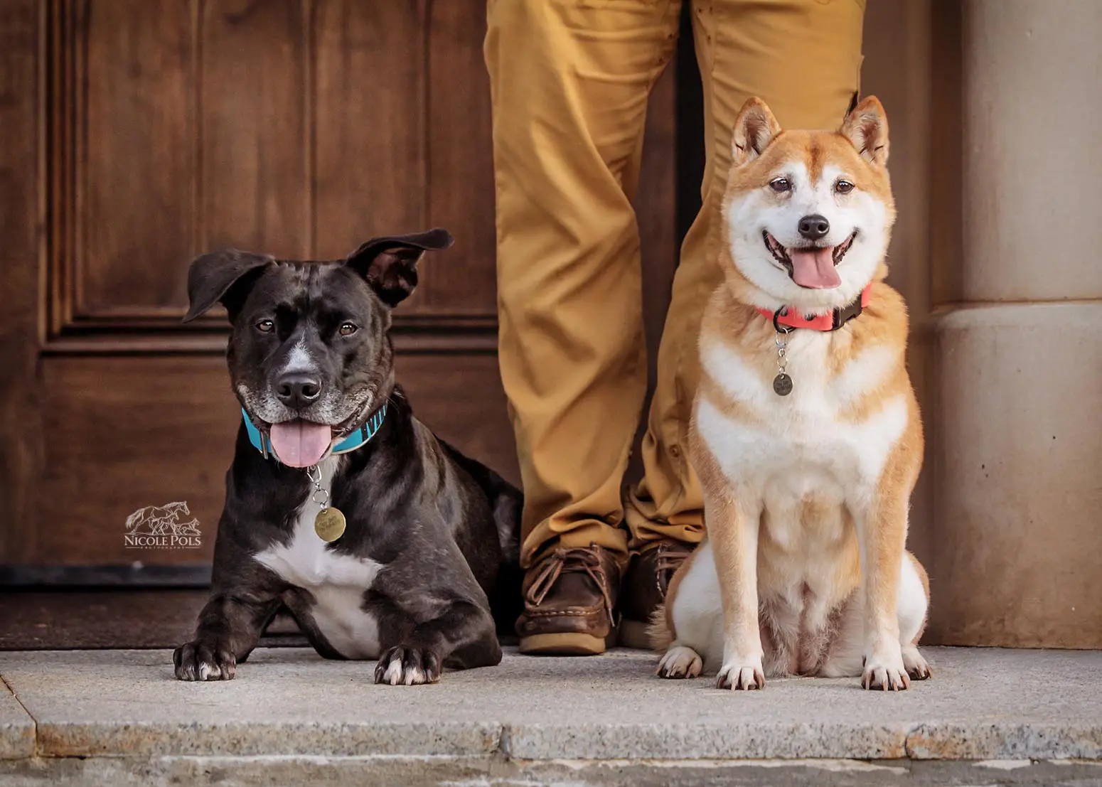 Pit mix and Shiba Inu sitting together on stone steps in front of wooden doors during a dog photography session in Cleveland TN