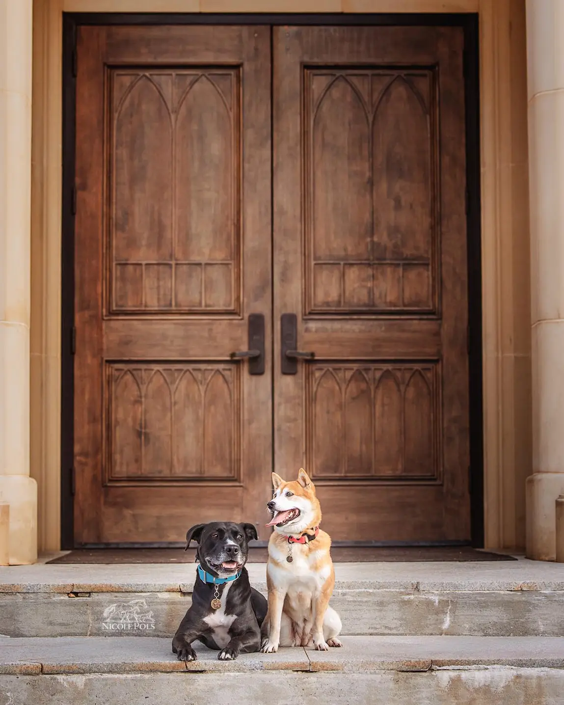 Pit mix and Shiba Inu sitting together on stone steps in front of wooden doors during a dog photography session in Cleveland TN