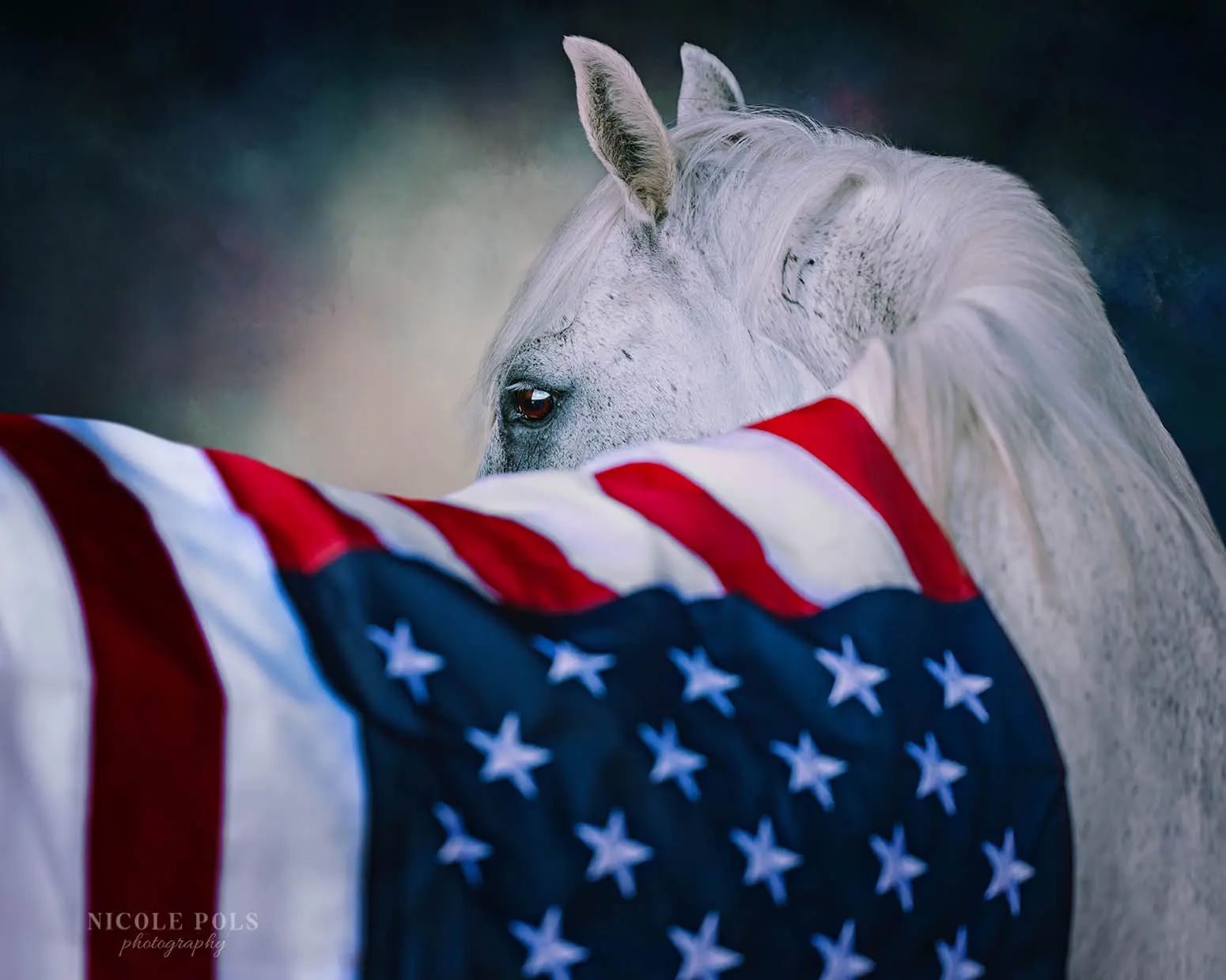 Moody portrait of a grey wild mustang looking back over her shoulder with an American flag draped across her back, patriotic horse photography in Tennessee.